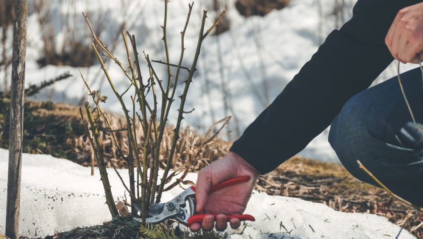Winter landscaping tips from a Sacramento Landscaper