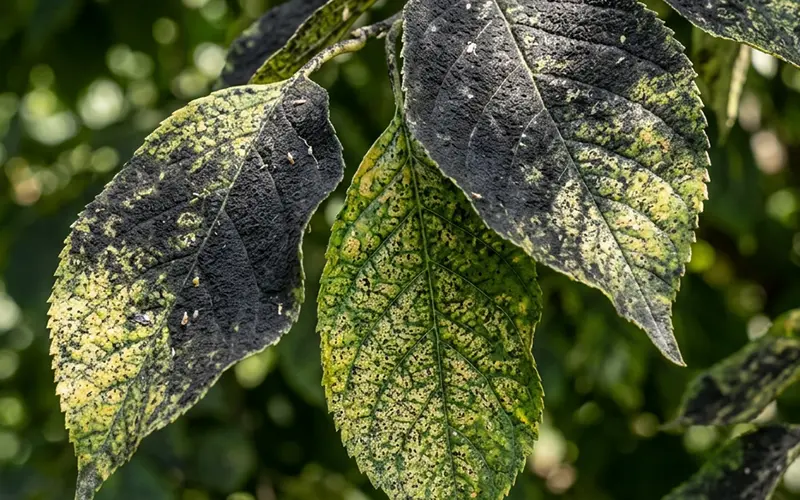 Tree canopy showing sooty mold and aphid damage from an untreated infestation on a commercial landscape property